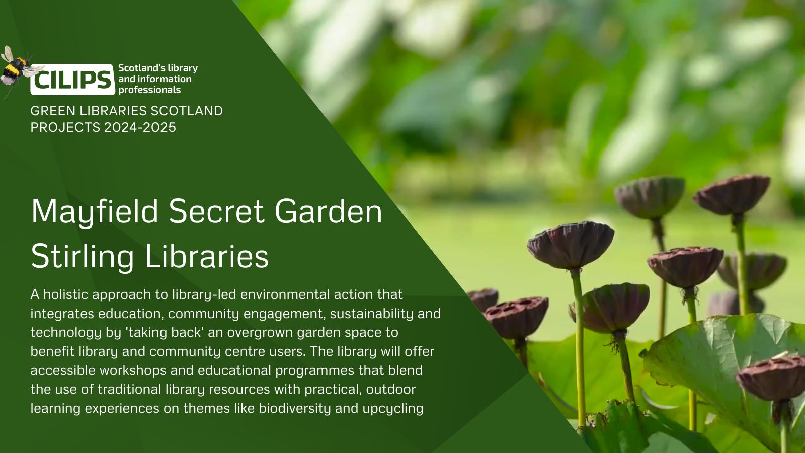 Mayfield Secret Garden, Stirling Libraries, a Green Libraries Scotland Grant project 2024-25. Showing dark wildflowers in a bright green garden.