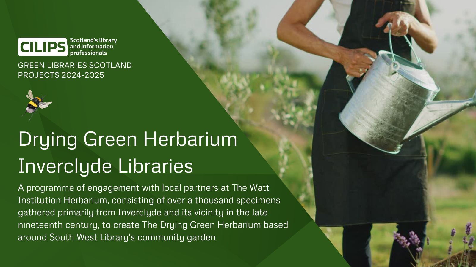 Drying Green Herbarium at Inverclyde Libraries, a Green Libraries Scotland Grant project 2024-25. Showing a woman with a watering can in a garden.