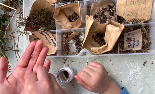 A child's and an adult's hands holding seeds as part of a Growing Greener Highlands Community workshop, supported by the Green Libraries Scotland Grant Fund.