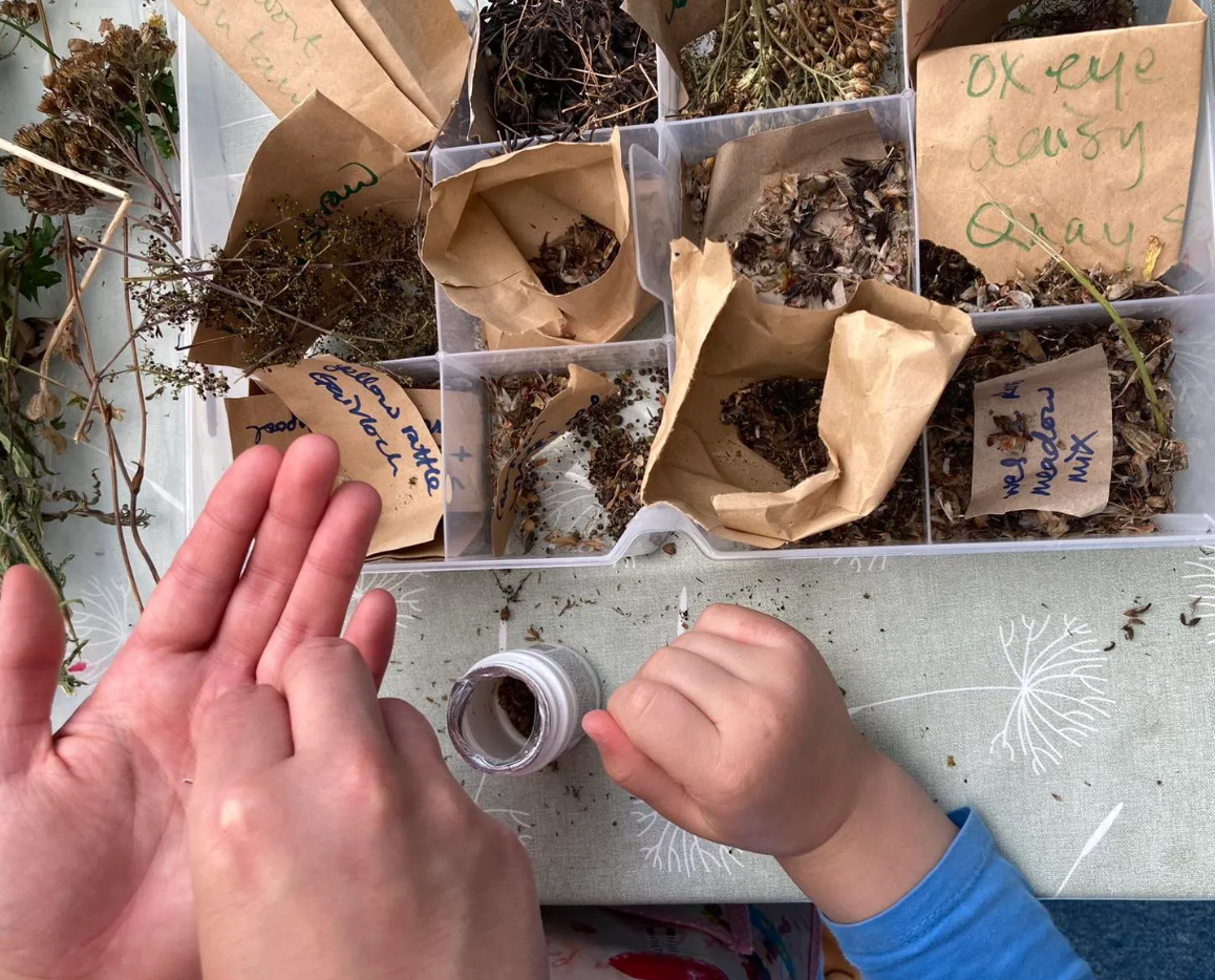 A child's and an adult's hands holding seeds as part of a Growing Greener Highlands Community workshop, supported by the Green Libraries Scotland Grant Fund.